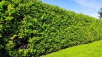 Choisir une haie de lauriers pour d&eacute;limiter son jardin &agrave; Stiring-Wendel