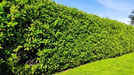Choisir une haie de lauriers pour d&eacute;limiter son jardin &agrave; Stiring-Wendel