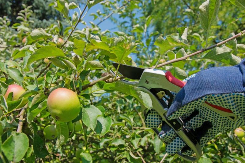 Tailler des arbres fruitiers &agrave; Stiring-Wendel, quelle p&eacute;riode privil&eacute;gier pour la fructification ?